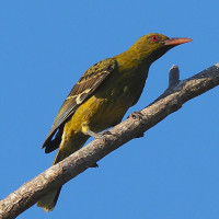 Australian Yellow Oriole
